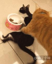 半夜醒来看到二哈放大的脸,女主一觉起来发现二哈变成了秃头