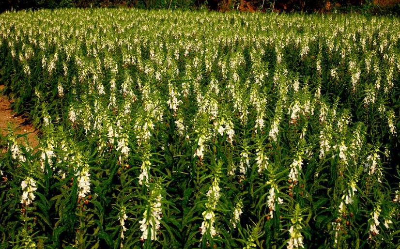 100种农业经济作物,有哪些种植业赚钱的