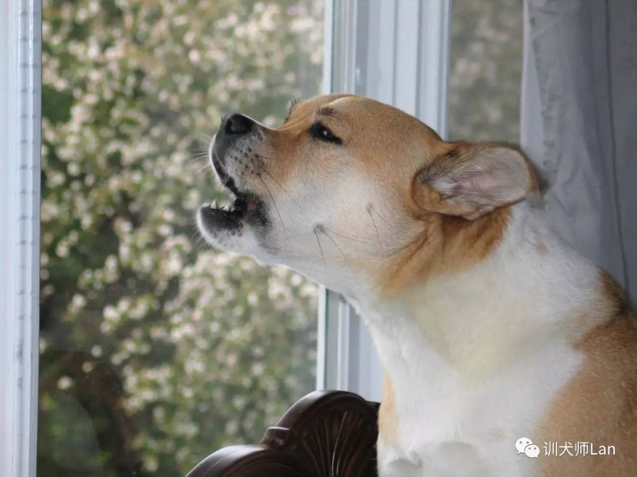 不打不骂不教育的方法,不打不骂治狗第一招