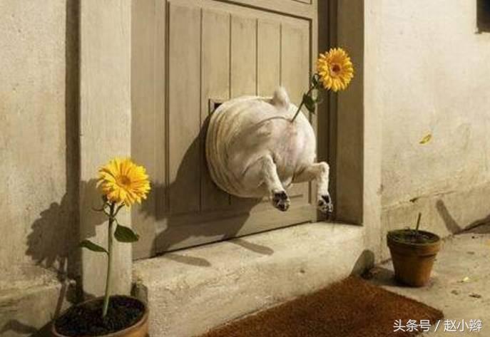 狗狗身上有腥臭味怎么解决,狗狗身上体味重怎么办呢