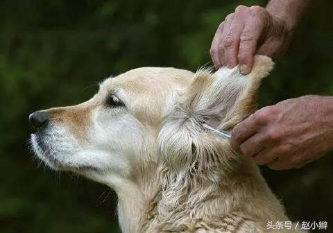 狗狗身上有腥臭味怎么解决,狗狗身上体味重怎么办呢