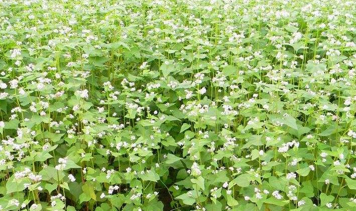 哪些农作物可赚钱,有哪些种植业赚钱的