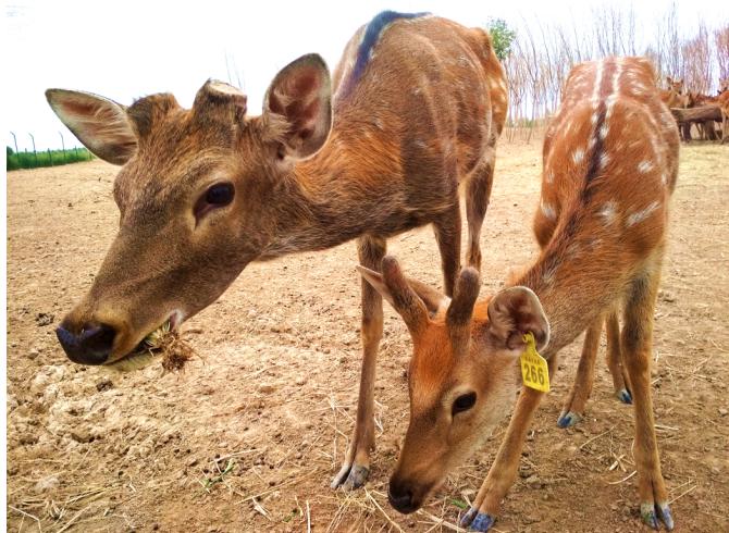滨州鸟类湿地公园,滨州北海凤鸣鸟类公园