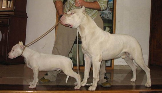 杜高训练方法和技巧,杜高幼犬的最佳养殖方法