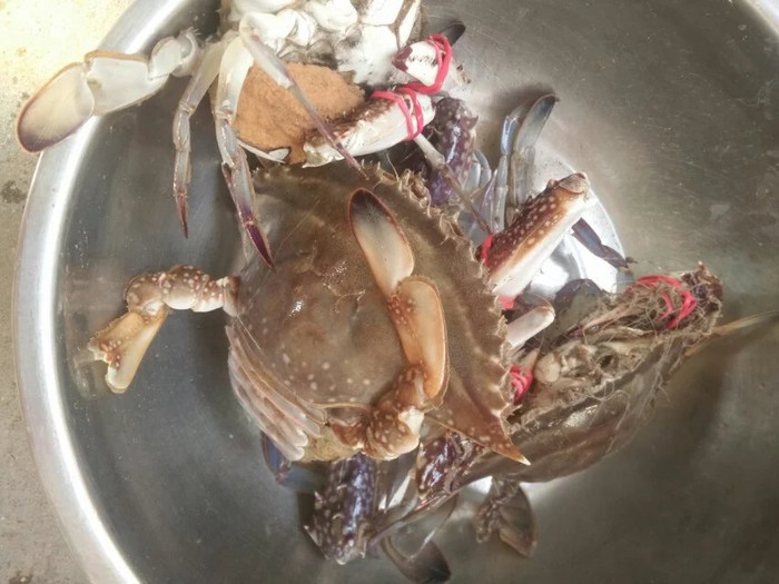 日照海捕海鲜有哪些,日照赶海后抓到的海鲜去哪儿吃