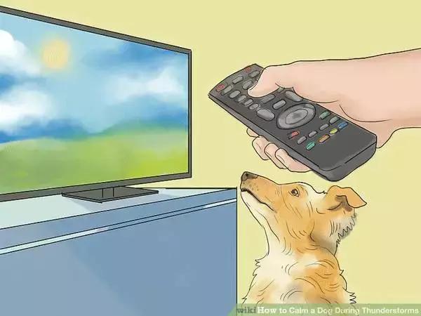 狗狗特别怕打雷怎么办,狗狗害怕打雷闪电怎么办