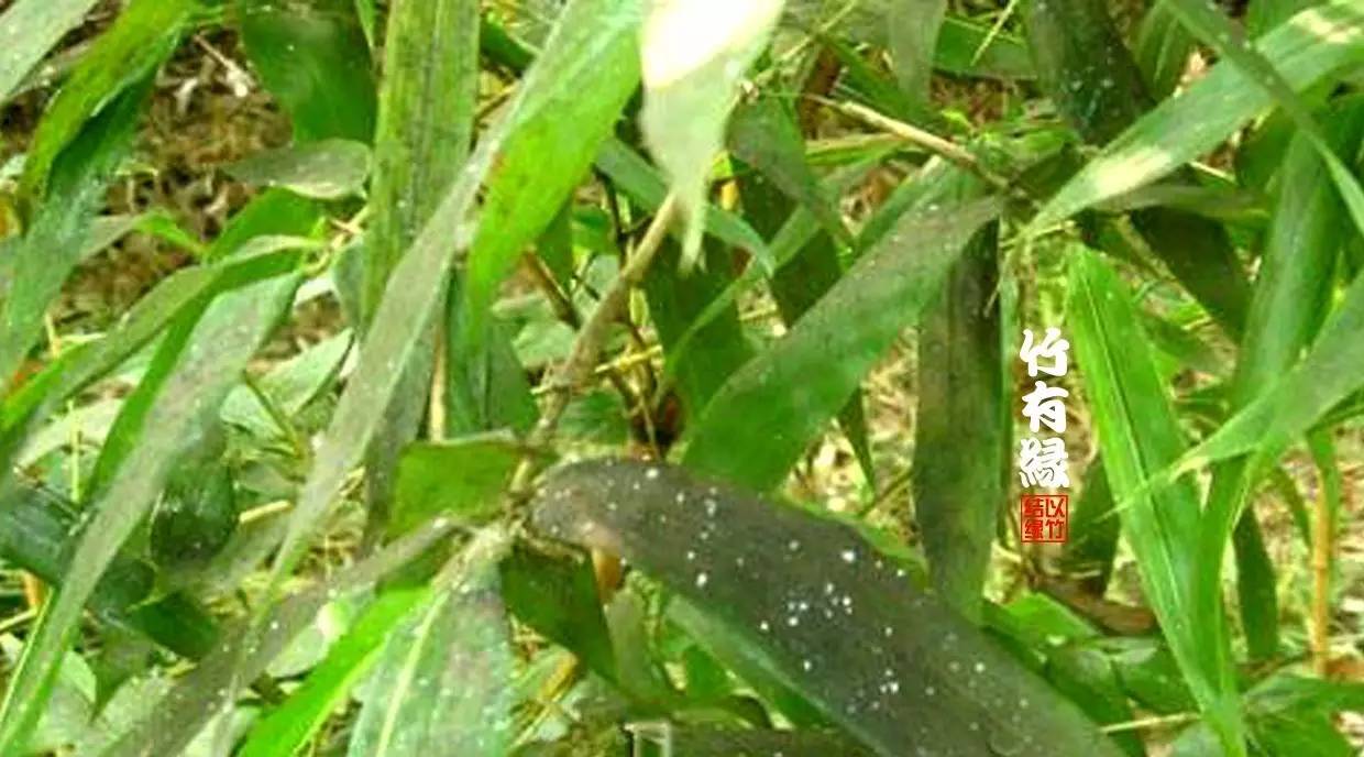 竹病害最佳防治方法,竹子养护小知识