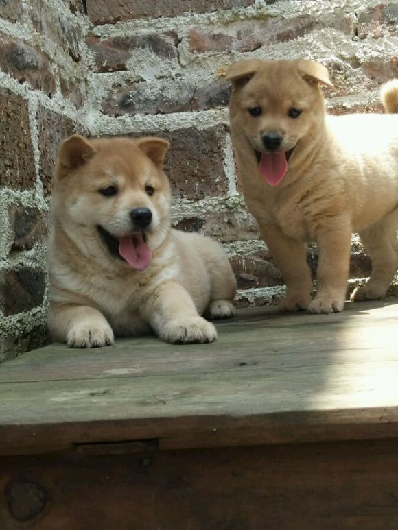 这些才是纯正的中国土狗，最优秀的品种，别觉得养土狗丢脸啦！