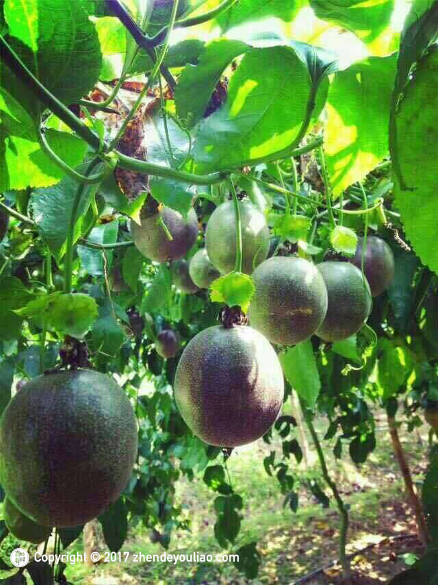 百香果有种子能吃吗,百香果的籽可以吃吗有什么好处