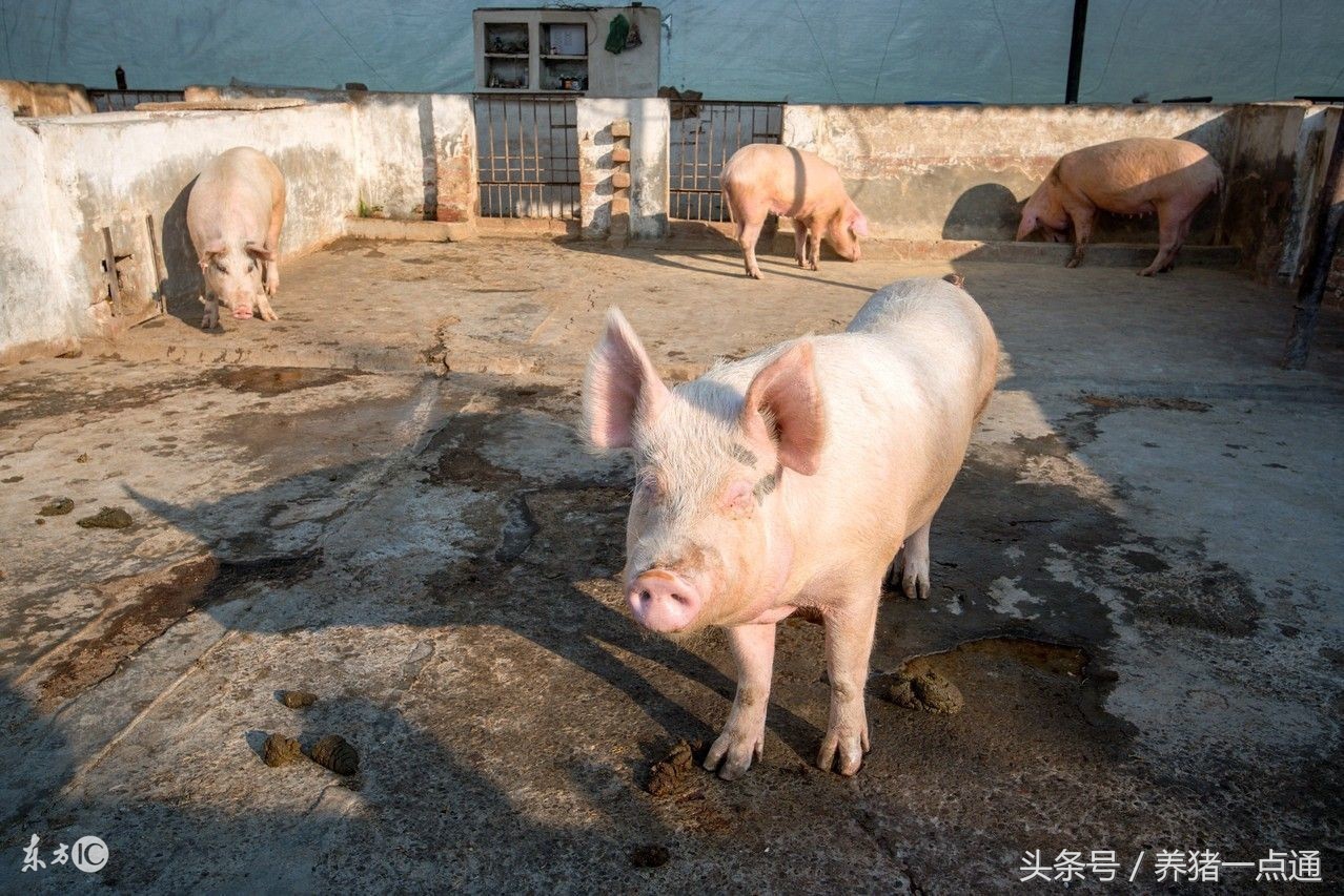 新手养猪用什么催肥,新手养猪的饲料配方大全