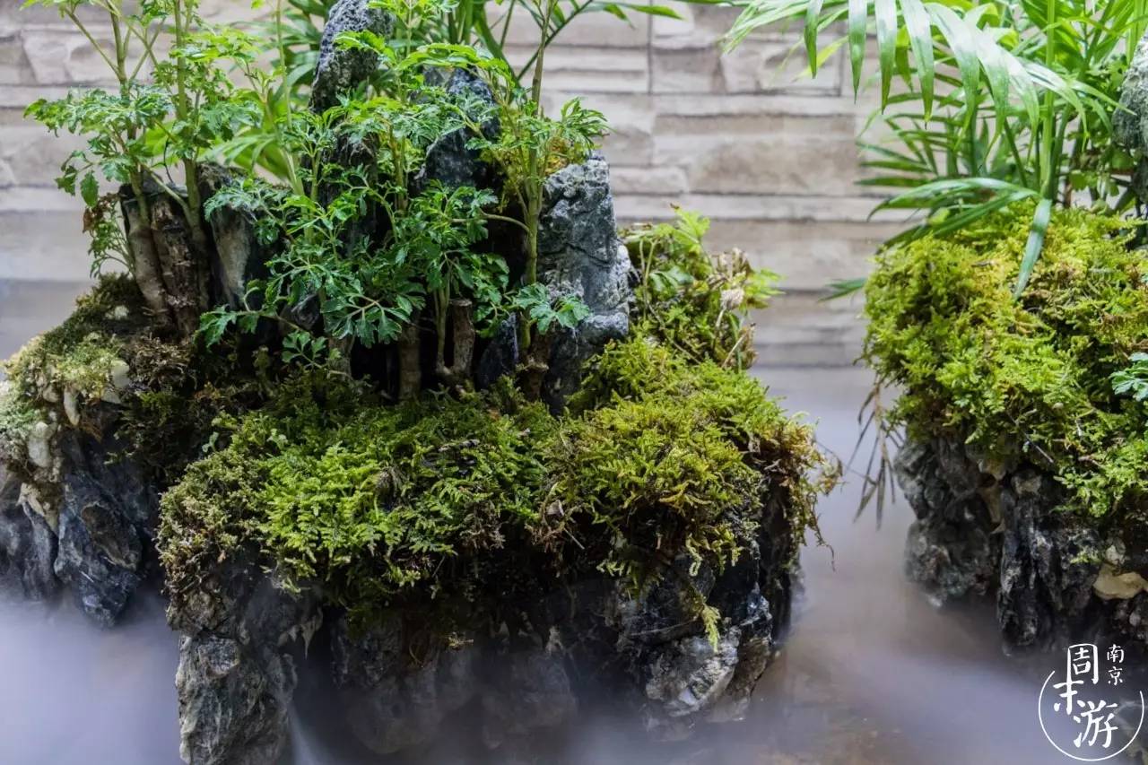 逛花鸟鱼虫市场的视频,南京花鸟鱼虫市场