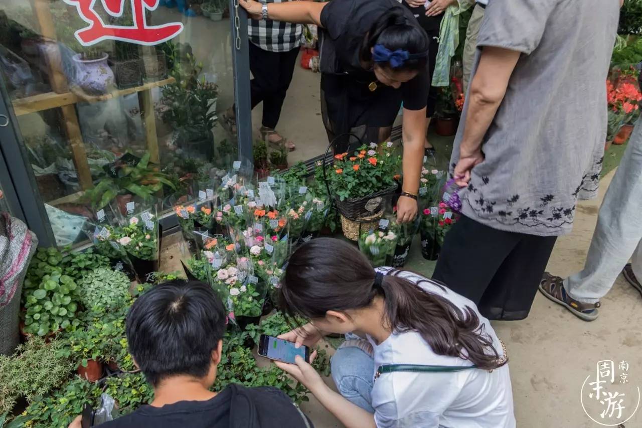 逛各种花鸟市场,南京花鸟鱼虫市场失火