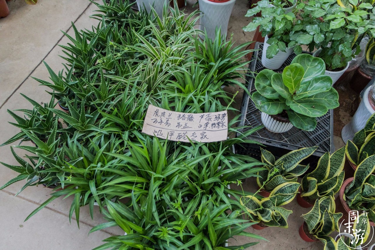 逛花鸟鱼虫市场的视频,南京花鸟鱼虫市场