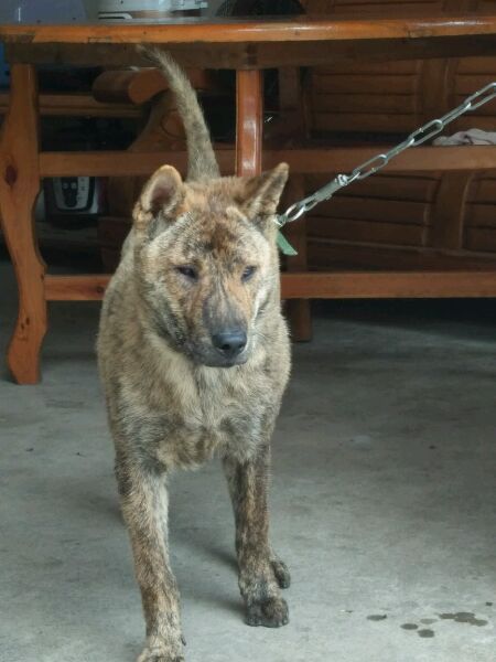 这些才是纯正的中国土狗，最优秀的品种，别觉得养土狗丢脸啦！