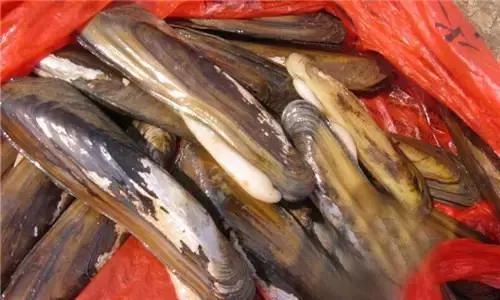 全球公认最好吃的五种贝类,比较特别的贝类有哪些