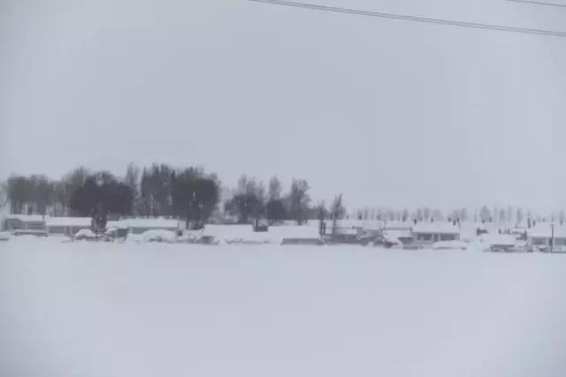 哈士奇刷新了我对二哈的认知,这只哈士奇颠覆了我对二哈的看法