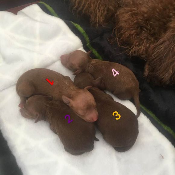 怀孕的泰迪拉软便,怀孕的泰迪又拉又吐