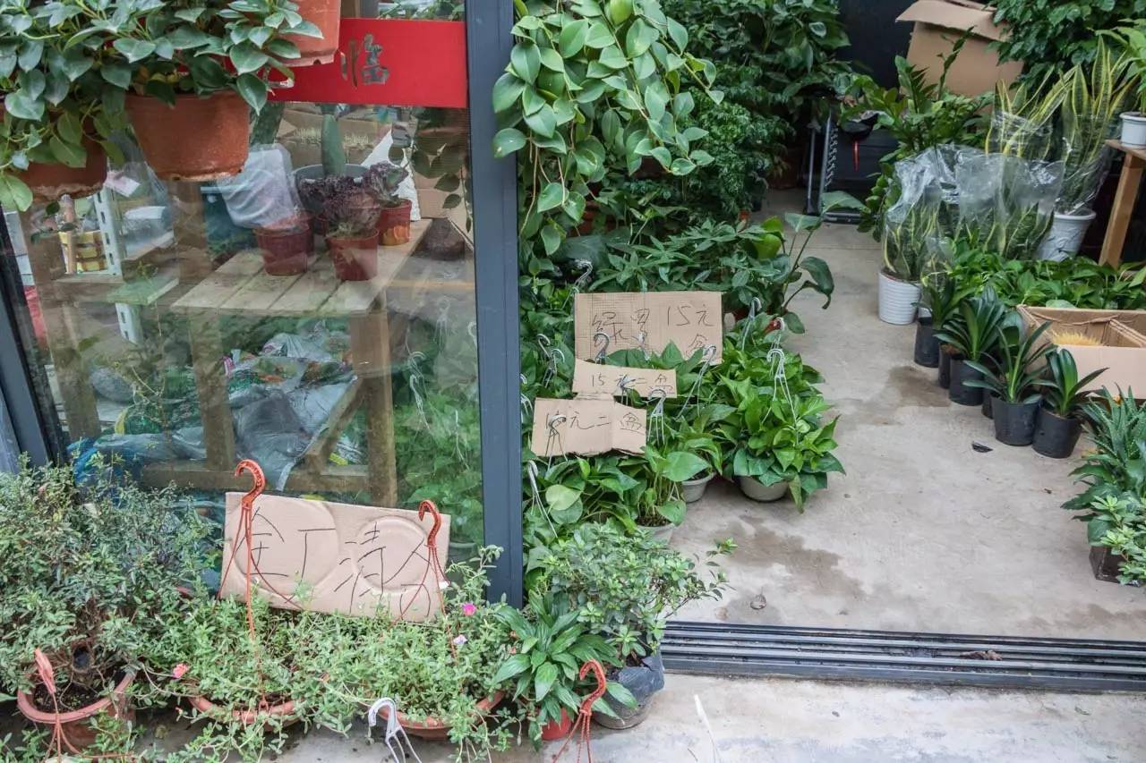 逛遍整个南京城,南京的花鸟市场在什么地方