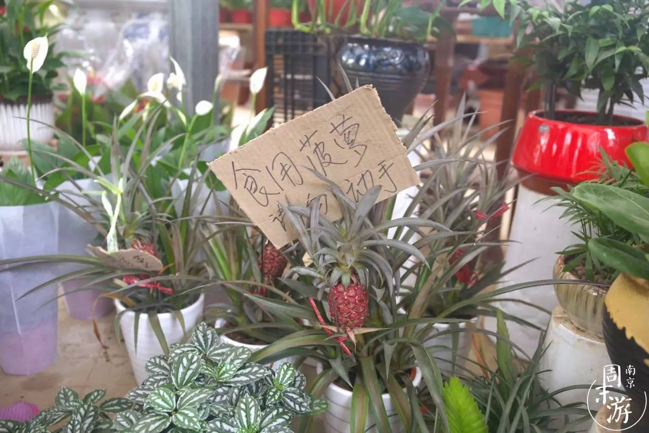 逛各种花鸟市场,南京花鸟鱼虫市场失火