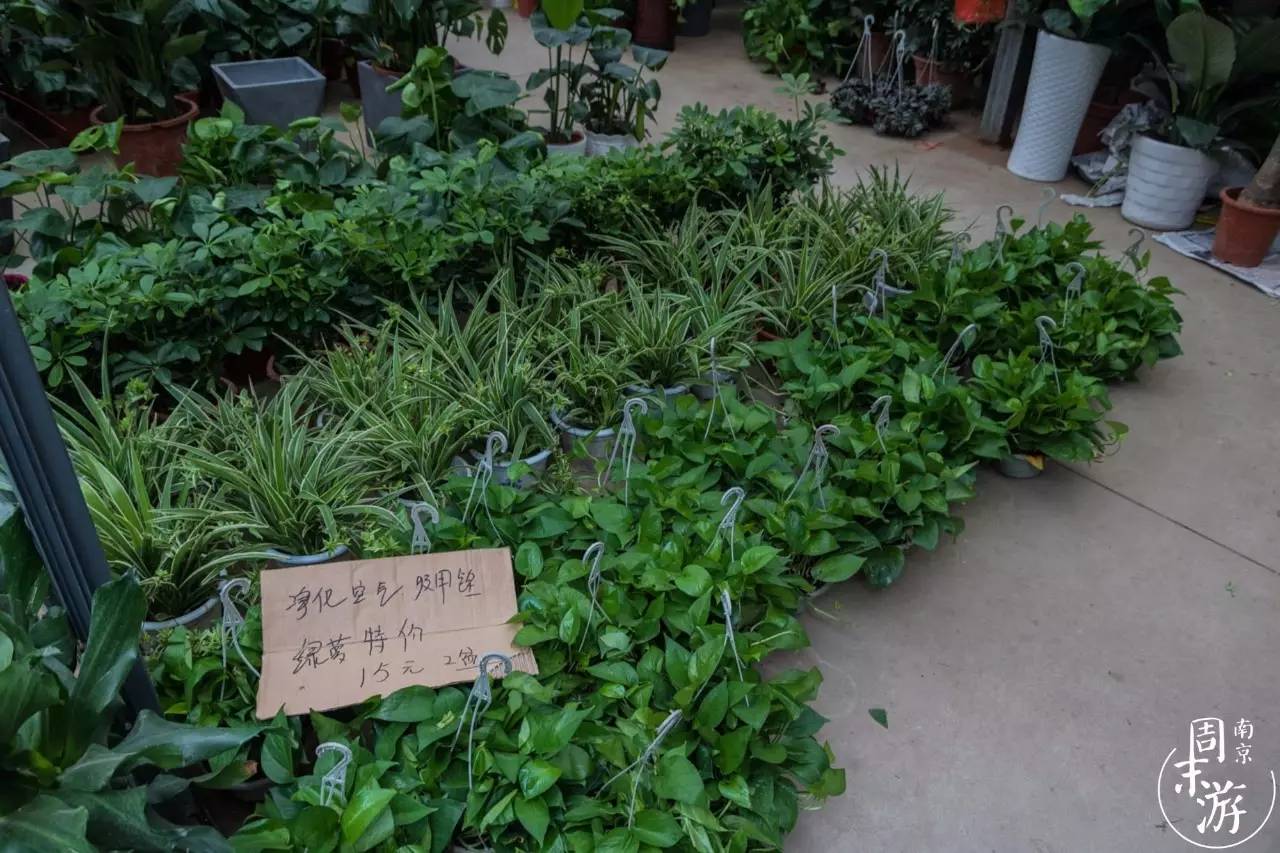 南京夫子庙花鸟鱼虫市场,南京花鸟鱼虫市场