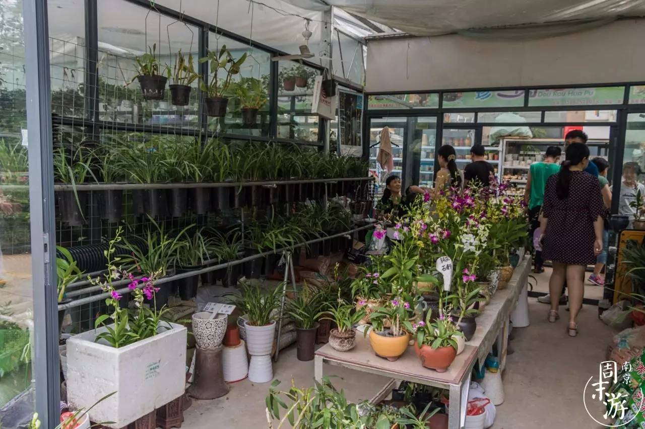 南京花鸟鱼虫市场,逛遍市场