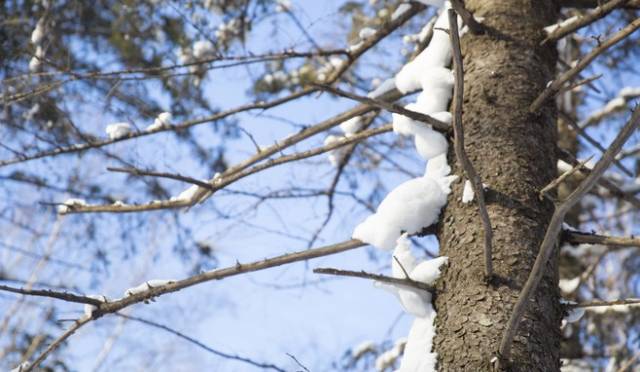 初冬掠影,哈尔滨的冬日魅力