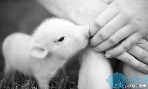 仔猪红痢白痢,仔猪黄白痢和仔猪红痢的区别