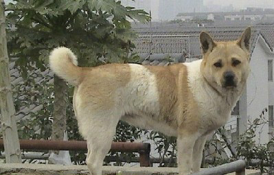 怎样挑选一只健康品相好的狗狗,相狗经老祖宗教你挑选狗狗