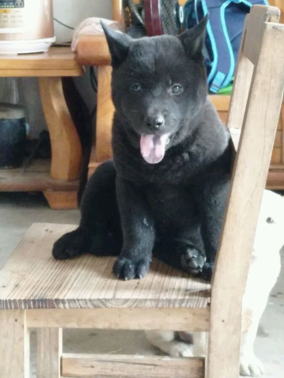 这些才是纯正的中国土狗，最优秀的品种，别觉得养土狗丢脸啦！