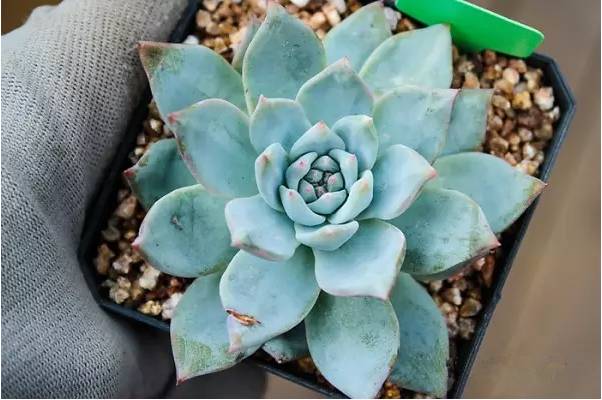 韩国多肉品种贵么,韩国多肉哪几种值得养