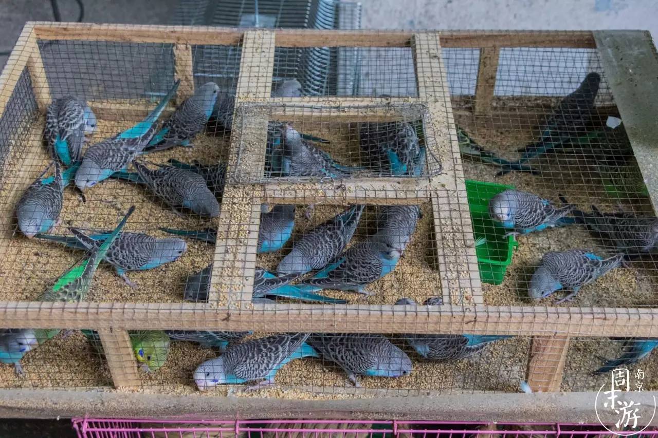 逛各种花鸟市场,南京花鸟鱼虫市场失火