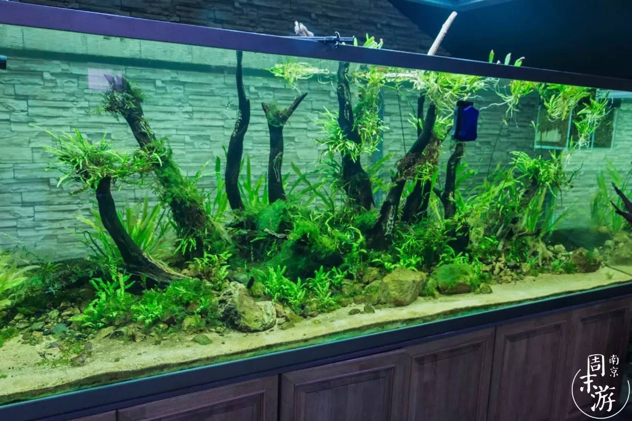 南京的花鸟市场在什么地方,南京夫子庙花鸟鱼虫市场