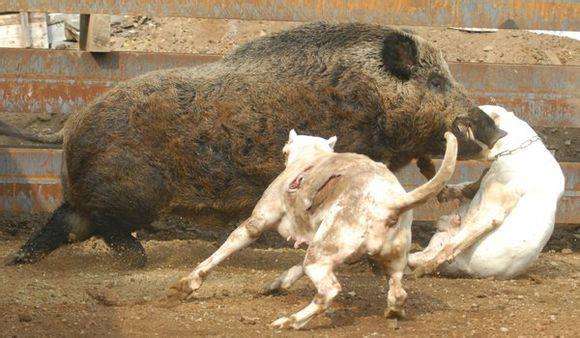 纯种杜高犬与混血杜高犬的区别,杜高的知识大全