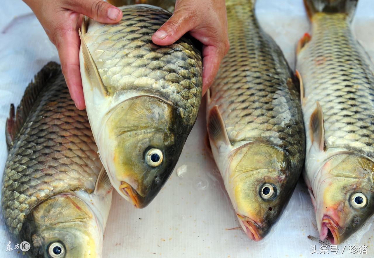 网箱养鱼技术规程之网箱固定,甲鱼网箱养殖管理技术规程