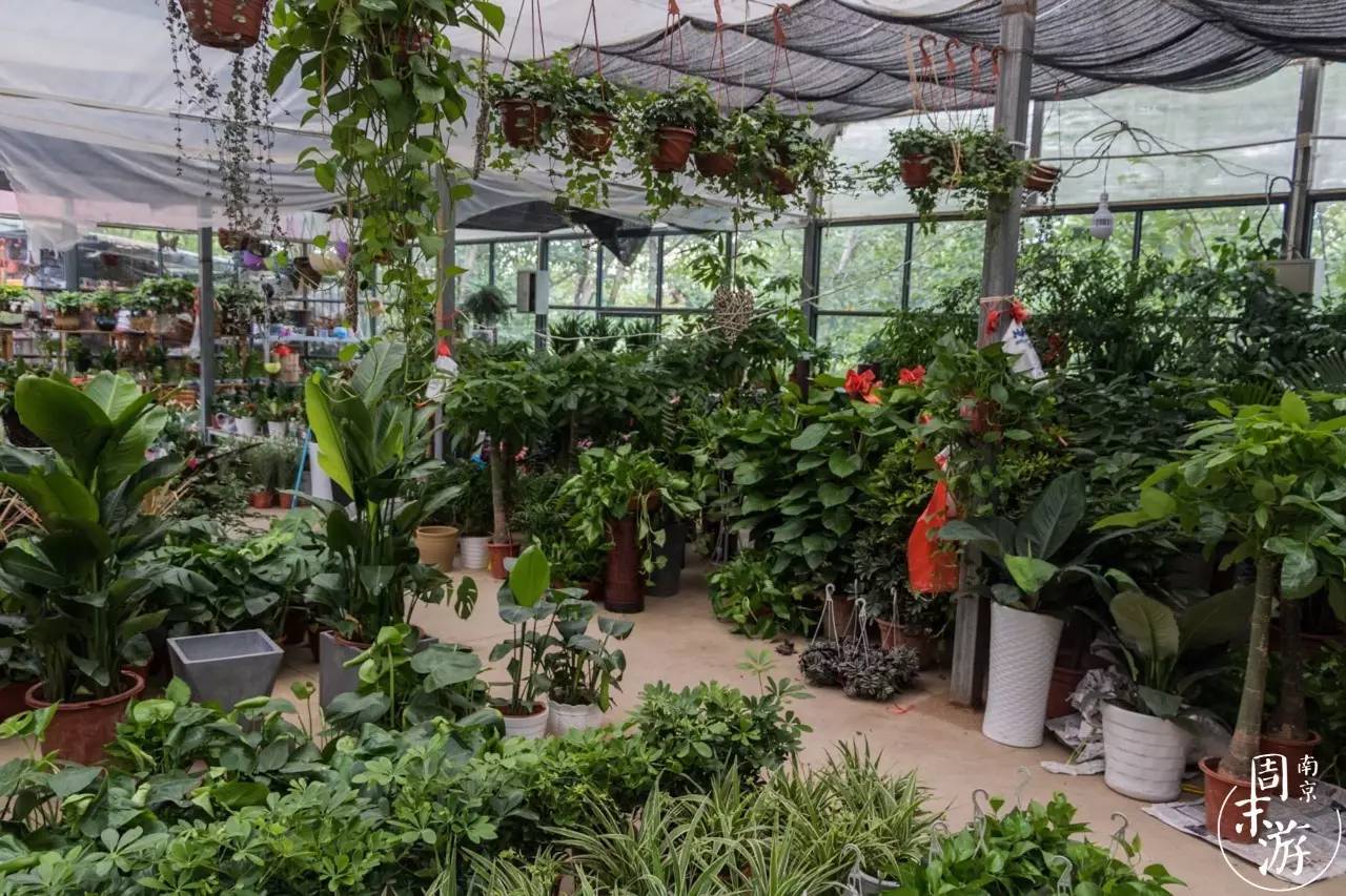 南京的花鸟市场在什么地方,南京夫子庙花鸟鱼虫市场