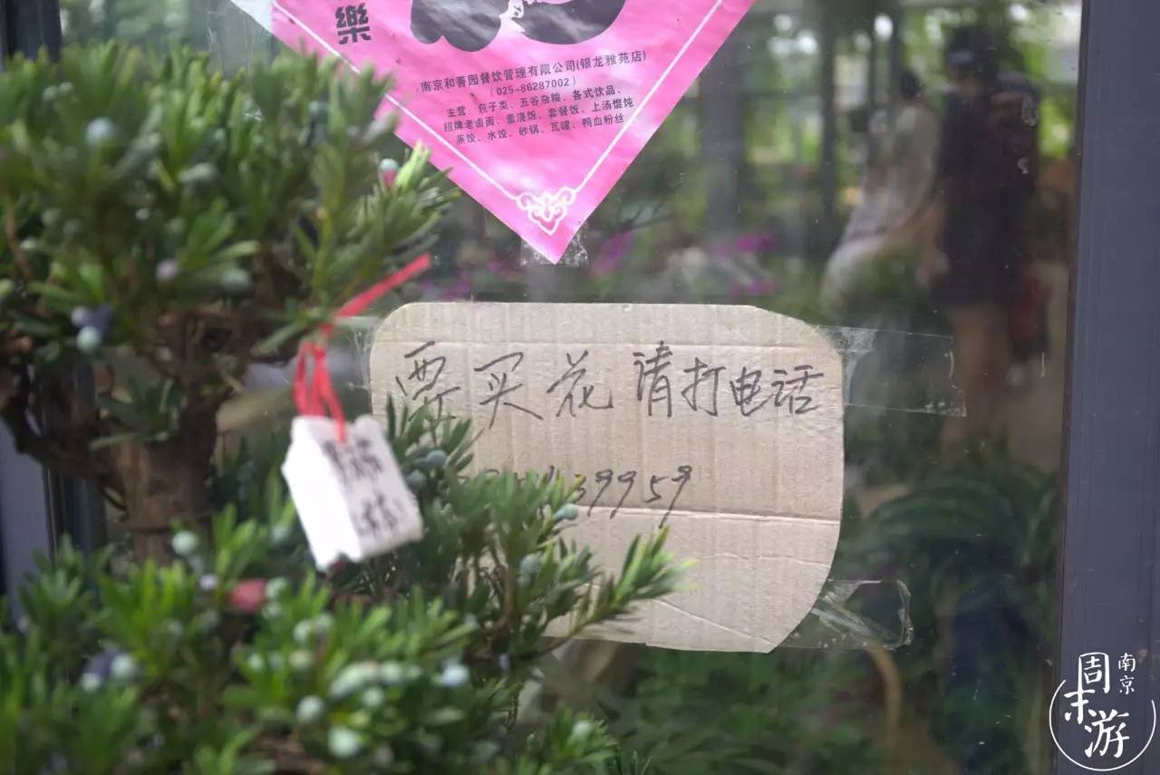 南京夫子庙花鸟鱼虫市场,南京花鸟鱼虫市场