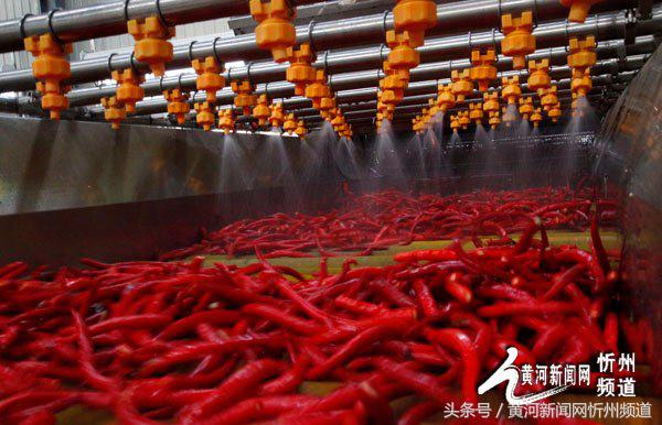 2021忻州辣椒基地,忻州辣椒产业园在哪