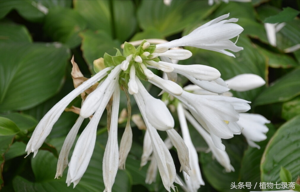 玉簪怎么养护,玉簪的养护方法