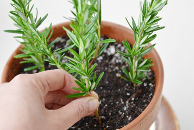 花卉枝插类型有哪些,养殖技术哪些花卉适合用叶插法