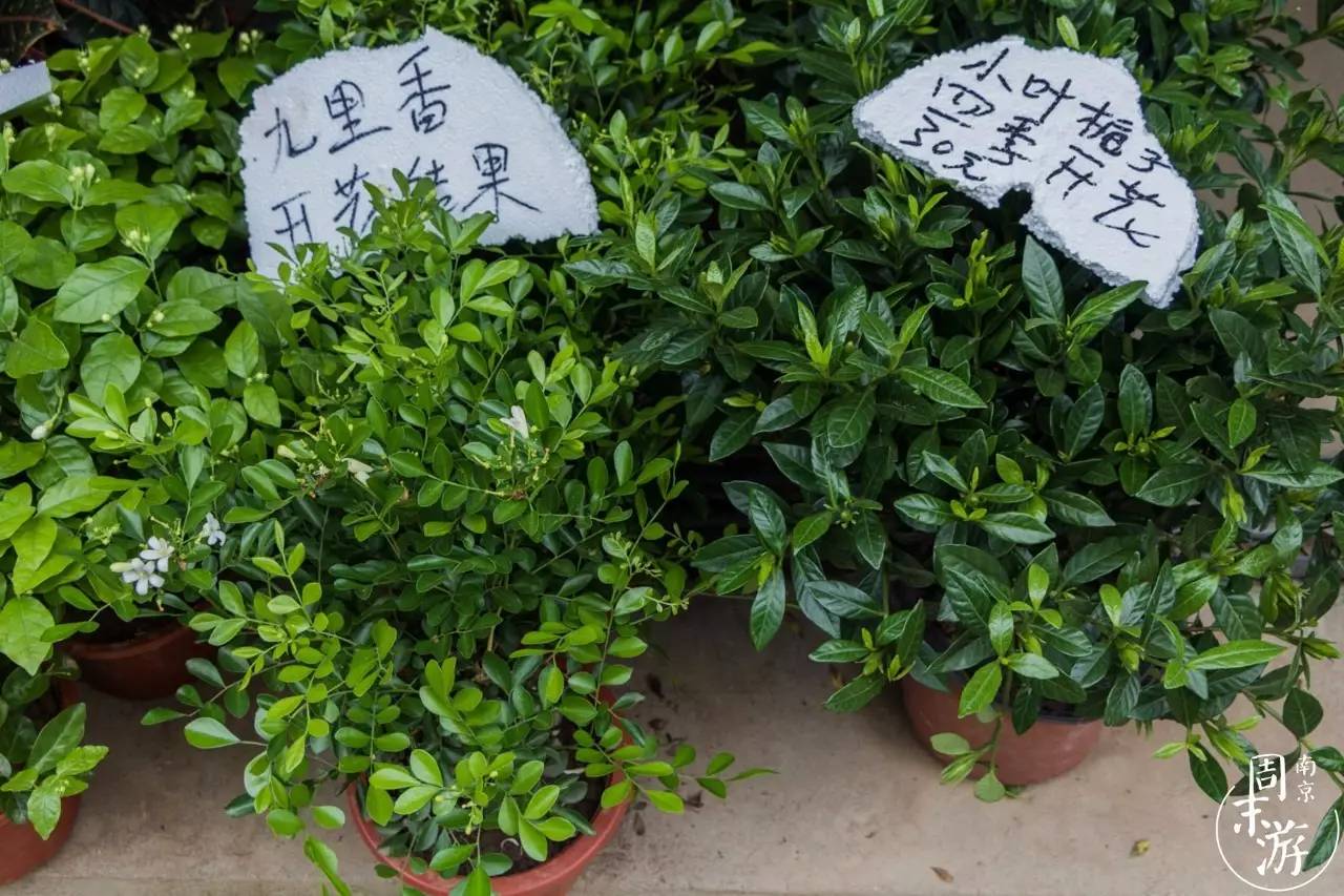 南京夫子庙花鸟鱼虫市场,南京花鸟鱼虫市场