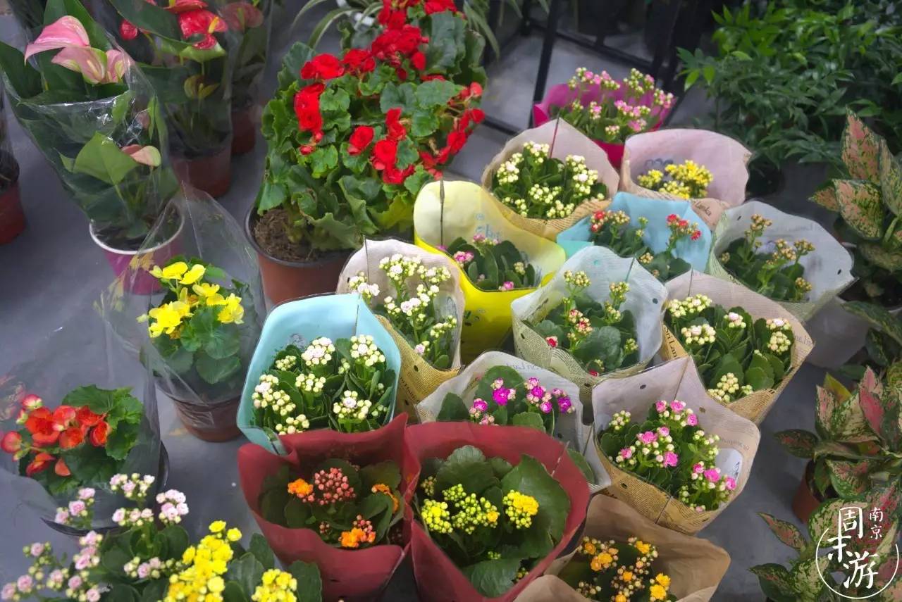 逛南京花卉市场视频,南京夫子庙花鸟鱼虫市场