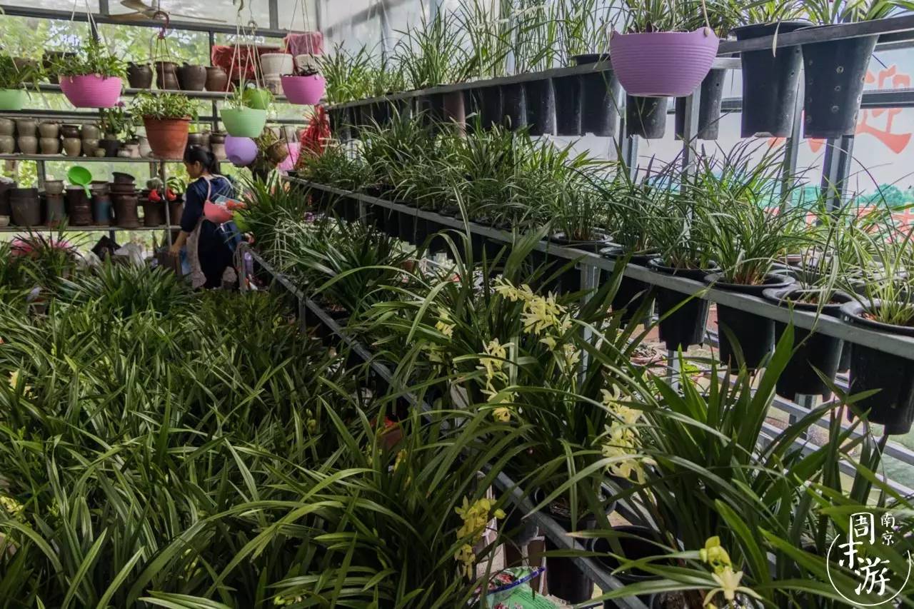 南京花鸟鱼虫市场,南京最大的花鸟虫市场