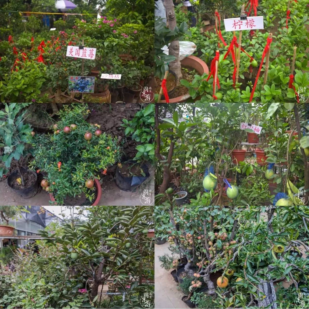 逛花鸟鱼虫市场的视频,逛各种花鸟市场