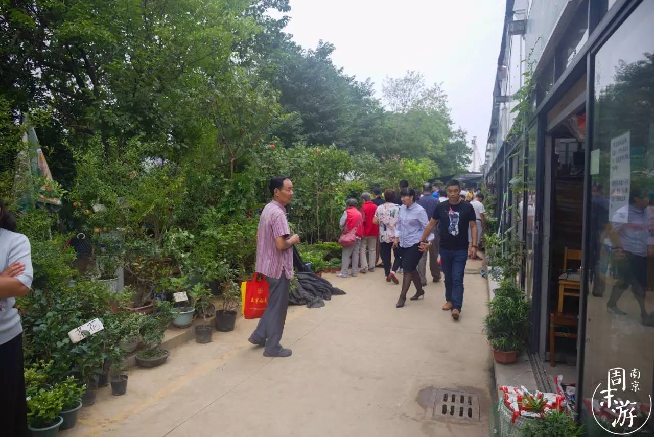 南京夫子庙花鸟鱼虫市场,南京花鸟鱼虫市场