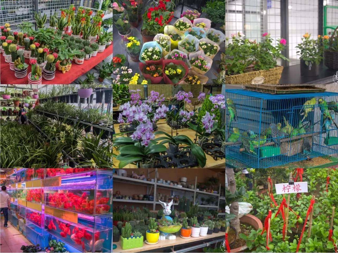 南京市最大的花鸟鱼虫市场在哪里,逛花鸟鱼虫市场的视频