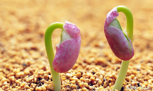 中国为什么要提高种子自给率,洋种子为何不能留种