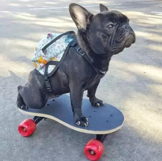 致狗狗的最后一封信,致养狗人士的一封公开信