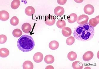 儿童发烧血常规解读,儿童感冒发烧的基本常识