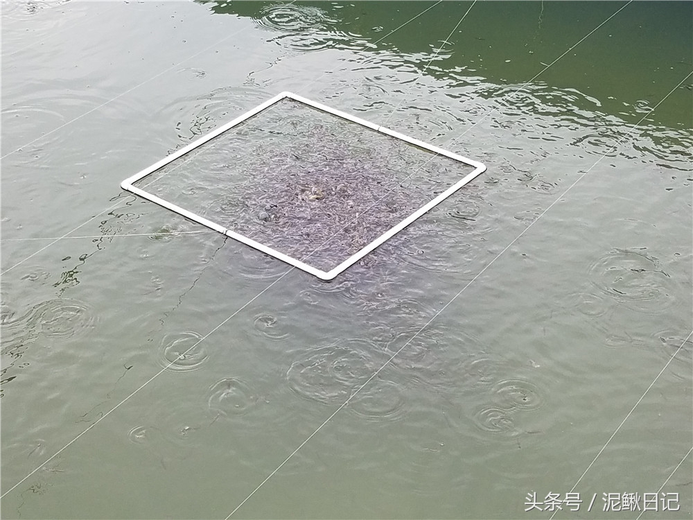 无土养殖泥鳅每亩一年有多少利润,养殖泥鳅一亩可赚多少钱利润