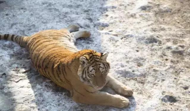 初冬掠影,哈尔滨的冬日魅力